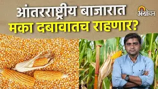 Maize Rate: मका उत्पादन विक्रमी पातळीवर पोचण्याचा अंदाज | Agrowon