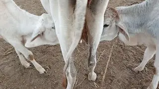 Cow&rsquo;s Two Calves Enjoying Fresh Milk | Cute & Relaxing Rural Scene