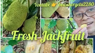 Enjoying Fresh Cempedak or Honey Jackfruit Straight from the Tree #cempedak #jackfruit #villagelife 