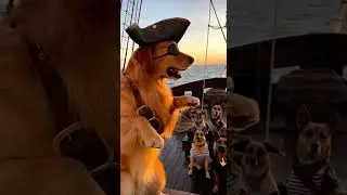The dog pirate captain is having a meeting with his dog brothers!