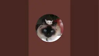Поехал встретиться с котом.