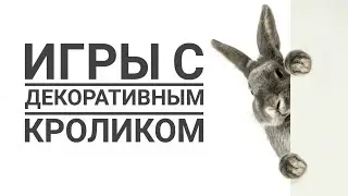 Игры с декоративным кроликом | Playing with a Pet Rabbit