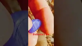 Super clean beach, perfect for pearl oyster growth. Gems, diamonds, pearls, jewelry