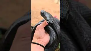 PURE BLACK SNAKE! Mexican Black Kingsnake #shorts #snakes #pets #reptiles #animals #kingsnake