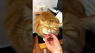 My Cat Became My Night Shift Supervisor! 🐱 He Watched Me Edit Until 2 AM#Orange Cat Daily