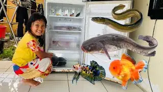 Menemukan Ikan Dalam Kulkas Ikan Channa, Lele, Koi, Koki, Glofish, Molly, Cupang, Ikan Sapu Sapu