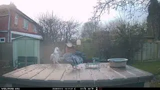 Sparrow Pigeons