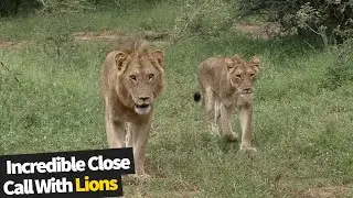 Incredibly Close Encounter With Lions | South African Safari 2021
