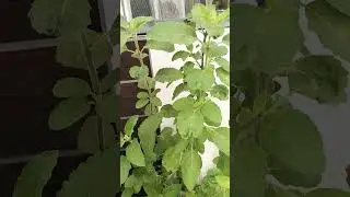 #famas_upgrade #tulshi #plants