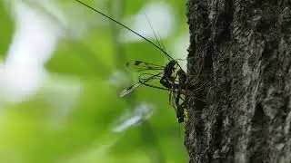 Giant Ichneumon Wasp