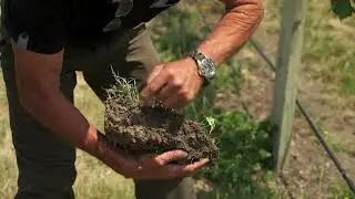 Viticulture Soil Health Series - Increasing organic matter in clay soils