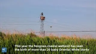 Rare water birds rear their young in north China wetland