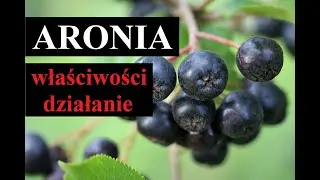 ARONIA - właściwości i działanie aronii