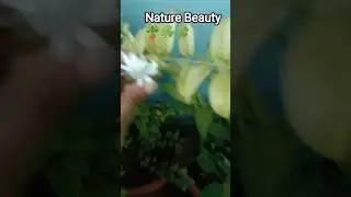 Nature Beauty 🪴☘️🍀 #nature #beautiful #song #shortvideo