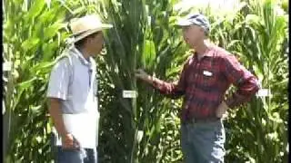 Drought Resistant Corn