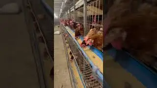 Lohmann Brown - World Best Brown Egg Laying Breed