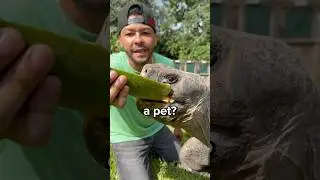 Should You Get a Tortoise as a Pet? 😳