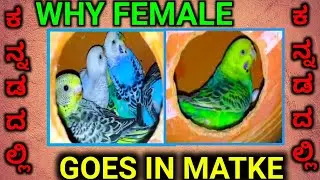 FEMALE BUDGIE GOING IN MATKE BUT WHY? || ಕನ್ನಡದಲ್ಲಿ ಮಾಹಿತಿ ||
