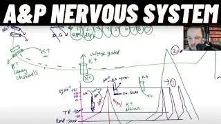 Sensory Neuron Action Potential, Voltage Gated Na, K, Channels, Equilibrium Potential, Hyperkalemia