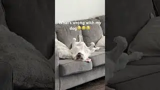 My dog possed😭🤚 #love #music #entertainment #funny #memes