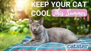 11 Ways To Keep Cats Cool During Summer (without AC)