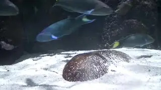 Fish And Shell On Seabed Stock Video
