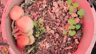 cold  germinate winter seeds