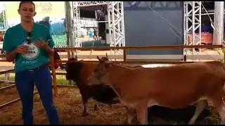 Agrotins Mini Vaca - Mini Cow