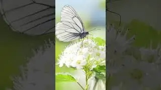 Relaxing Music With Beautiful Calming Nature Animal Videos 14