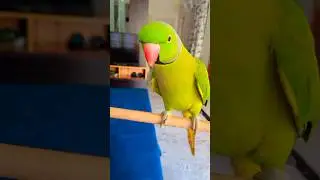 Parrot sound ❤️Papa Papa