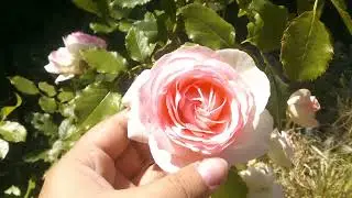 Rosa Pierre de Ronsard/ Eden Rose 85. Meilland. Первое цветение розы. Июнь 2022 год.
