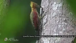 Wild Life Videos - Checker Throated Woodpecker
