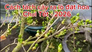 Ngày 12 tháng chạp- cách tách cây ra lò đón Tết Bính Ngọ -2026