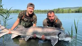 Jesetra  / Sturgeon 45 kg +