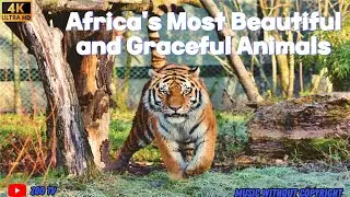 Africa's Most Beautiful and Graceful Animals: Get the 4K Copyright Free Legal Version!