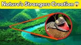 10 Strange Animal's You Won&rsquo;t Believe Exist!