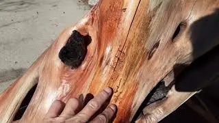 highly intelligent life discovered beneath tree bark; Nazca Lines of conehead termite;see link below