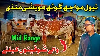 Mid Range Naval Cow Mandi Latest Rates And Bargaining #mandiupdates #cow