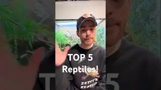 My Top 5 Reptiles (I own). #reptiles #gecko #skink #lizard