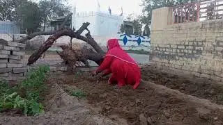 कुछ सब्जियों घर में भी उगने चाहिए Kavita blog