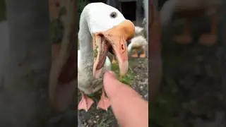 I survived a brutal goose attack
