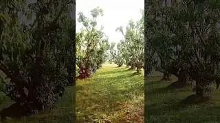 Indian bay leaves#tejpatta#shorts#bay leaf Uses garden #viral# video