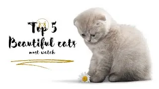 Top 3 Home Friendly Cats