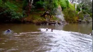 Dogs First - Bushwalk