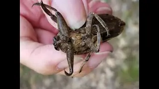 GIANT WATER BUG (TOE-BITER). YOU DON'T WANT TO GET STABBED BY ONE OF THESE!!!