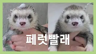 🦦 페빨 :: 똥에 굴러서 씻김 당하는 페럿 🫧