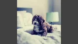 Sublime Music for Anxious Hound