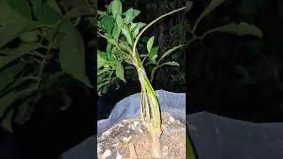 How to wire flower plant randomly.  Brunfelsia . #treeart #treecare #gardenplants #gardener