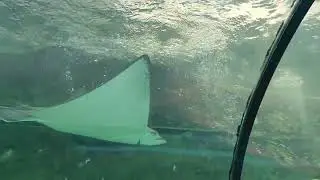 Sydney sealife - stingray