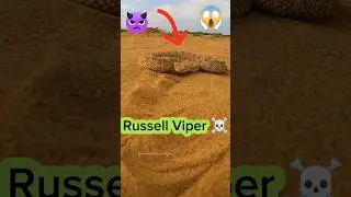 Russell Viper😈Danger👹Snake of Bangladesh #shorts #snake #snakevideo #snakes #viral #foryou #short